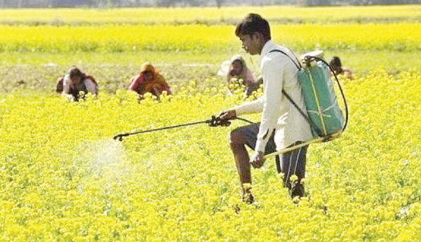 GM-Mustard-Cash-for-Companies-Tears-for-Farmers