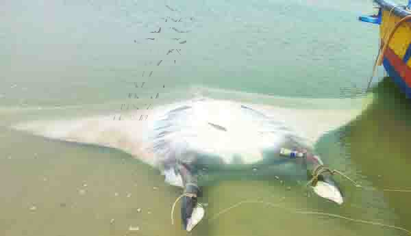 వలలో చిక్కిన భారీ చేప