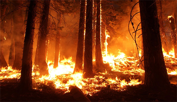 Behind-the-fire-in-the-woods