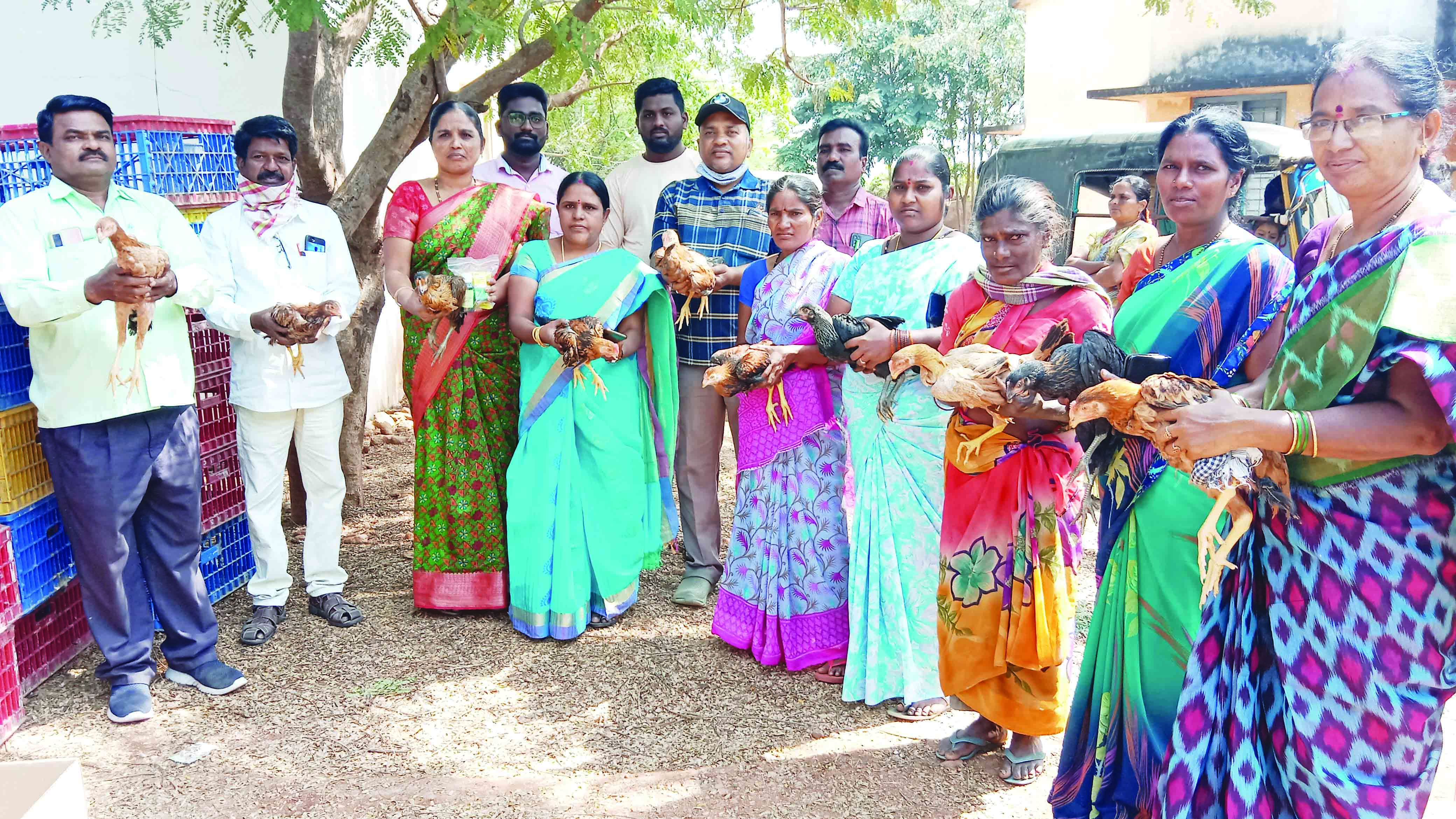 పెరటి కోళ్లు పంపిణీ