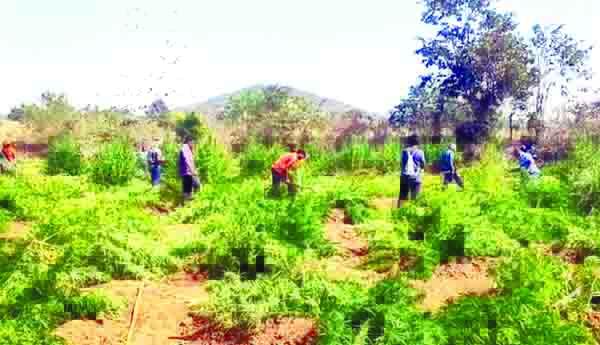  రూ.50 లక్షల విలువైన గంజాయి తోటలు ధ్వంసం