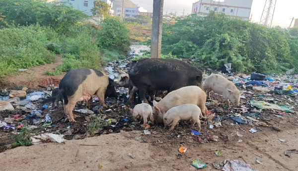 pig-problem-inrajampeta