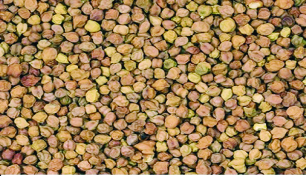 Legume-farmer-waits-for-help