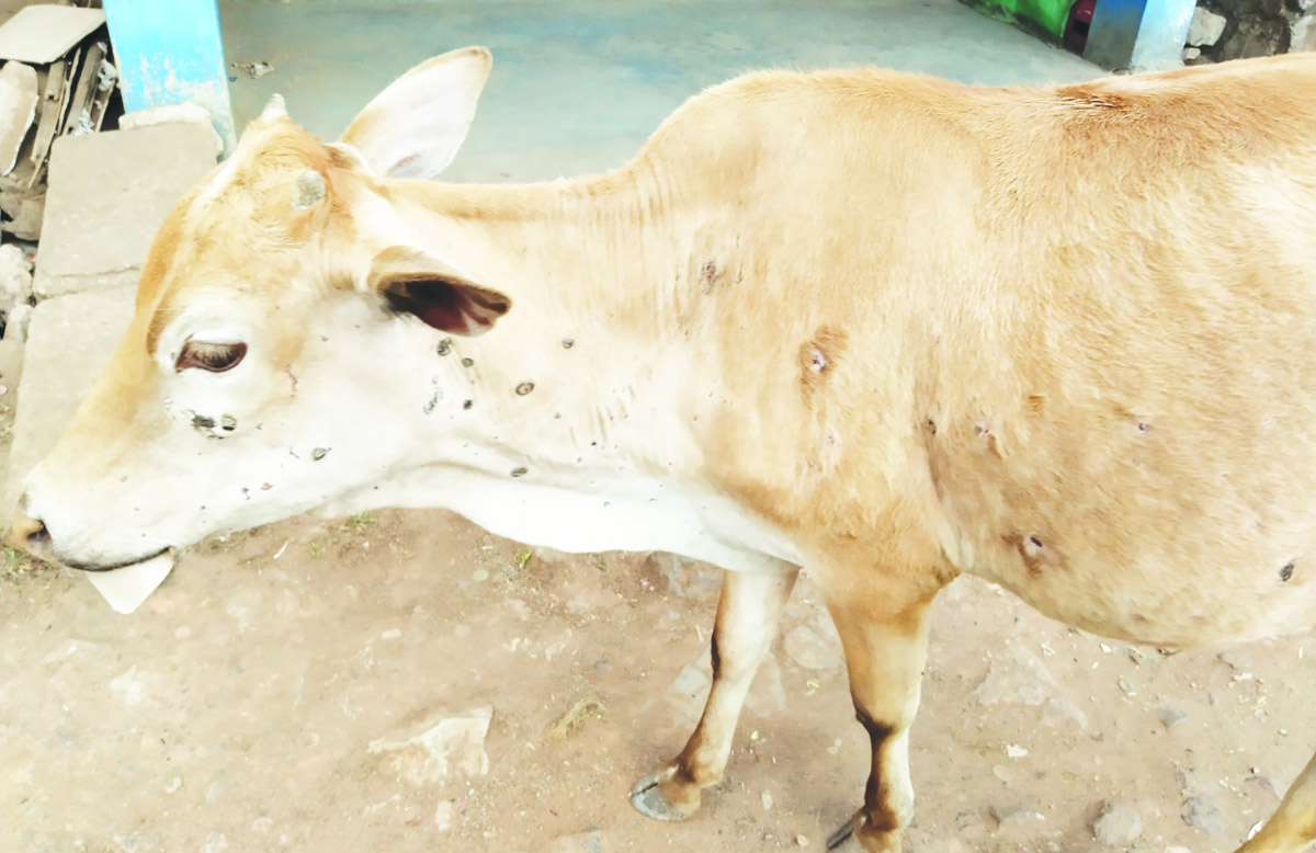 విజృంభిస్తున్న లంపి చర్మ వ్యాధి