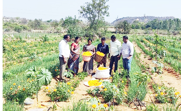 ప్రకృతి వ్యవసాయం లాభదాయకం