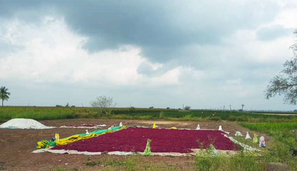 మిర్చి కల్లాల్లో కారు మేఘాలు.. ఆందోళనలో రైతులు