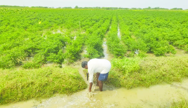 పొలాల్లో నీరు.. రైతుకంట కన్నీరు