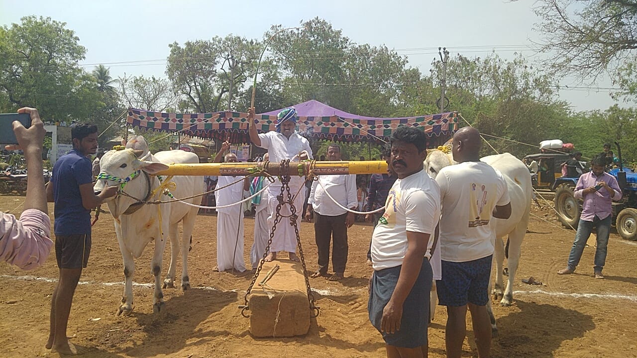 బండలాగు పోటీలను ప్రారంభిస్తున్న గ్రామస్తులు షమిన్‌(సిఎం) 