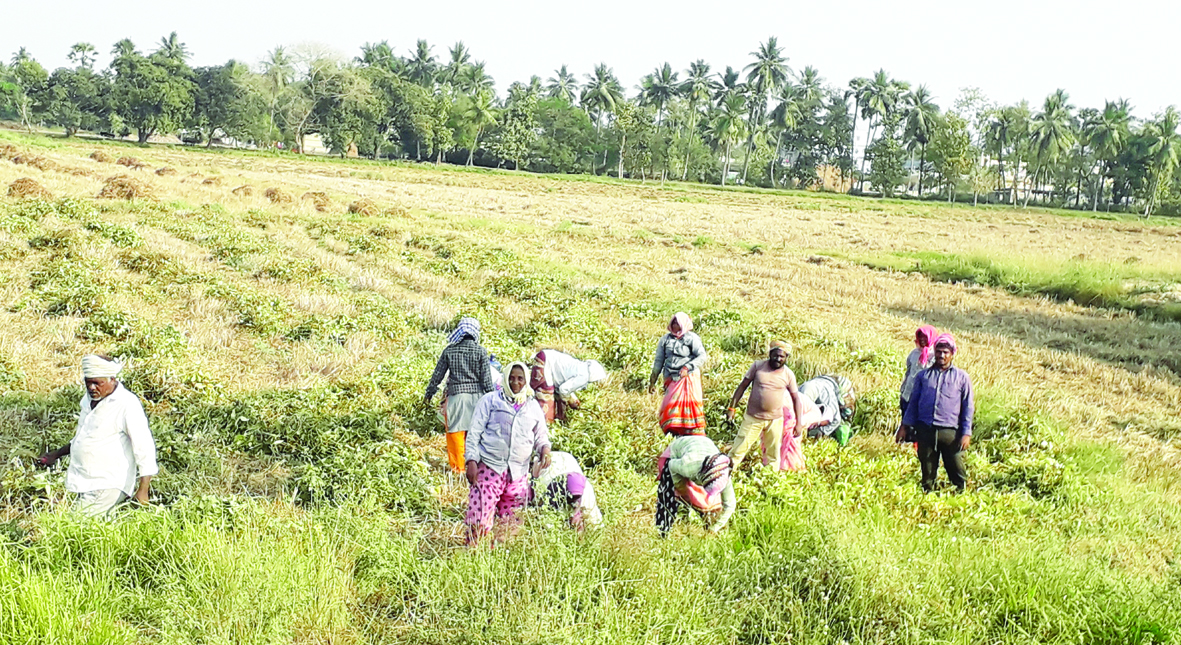 ముమ్మరంగా మినుము తీతలు