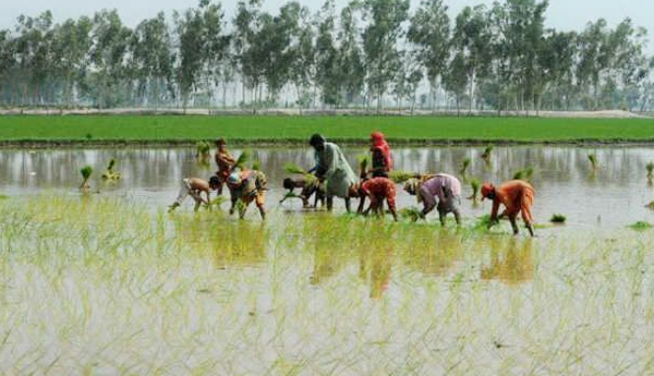 share-of-agriculture-in-employment-rose