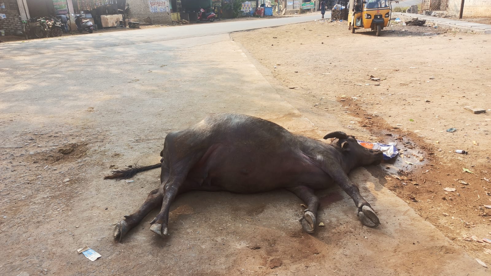 మృతి చెందిన బర్రె