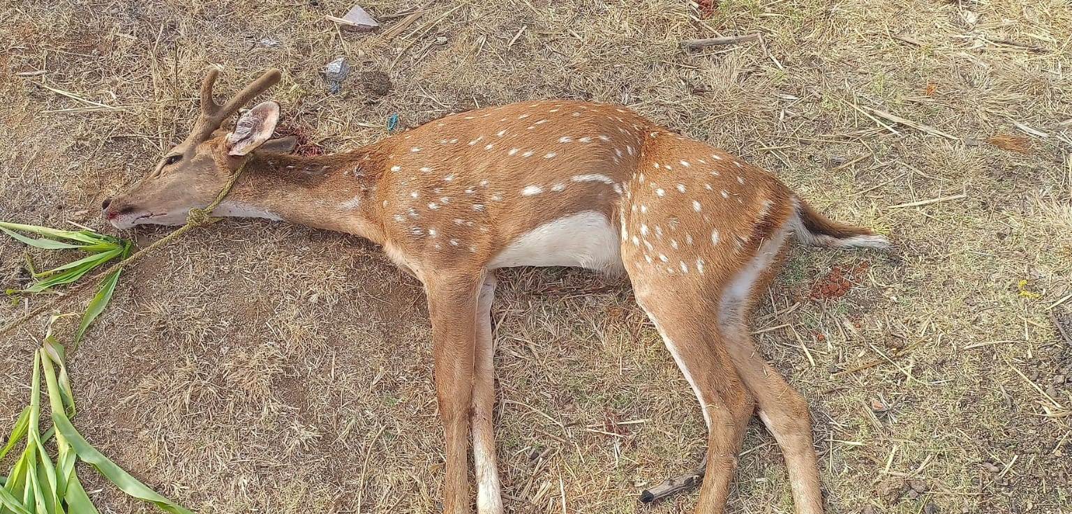 కుక్కల దాడిలో మృతి చెందిన జింక