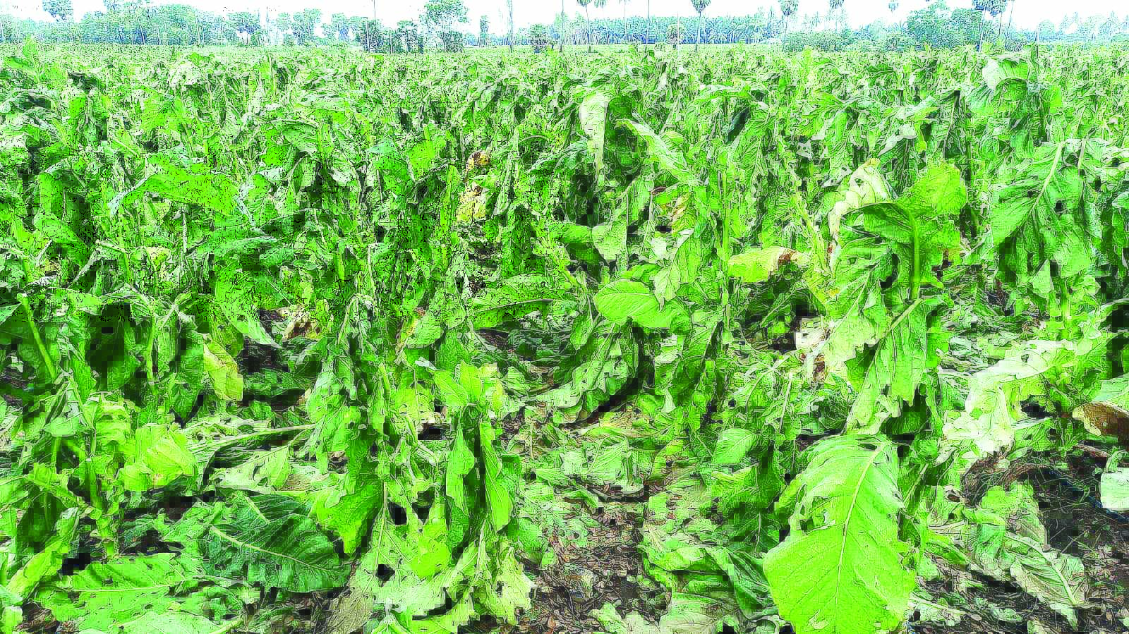 అన్నదాత ఆందోళన..!