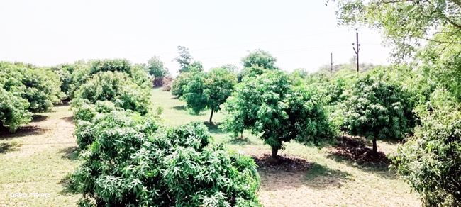 మూడేళ్లుగా మామి'డీ'లా