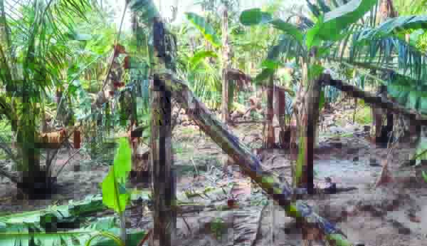 వర్షాలతో అరటి రైతుల కుదేలు