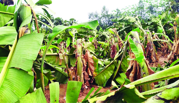 ఈదురుగాలులు, భారీ వర్షంతో పంటలకు తీవ్ర నష్టం