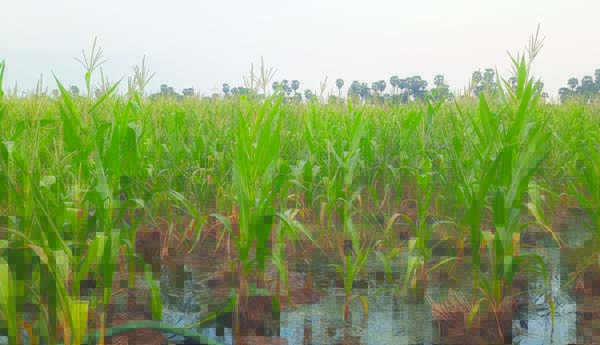 పొలాల్లో తగ్గని వర్షపు నీరు