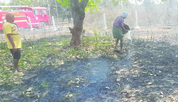 జీడి, మామిడి తోటలు దగ్ధం