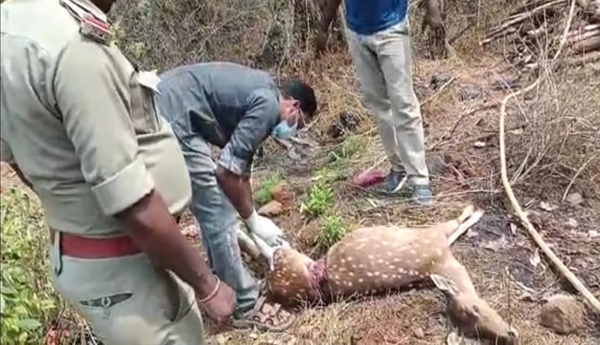 spotted-deer-death-to-trap-hunters