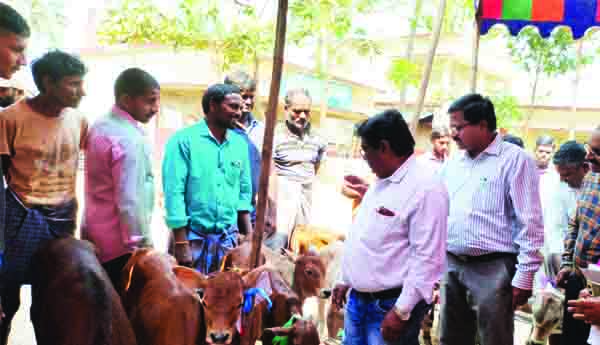 లేగ దూడల ప్రదర్శన