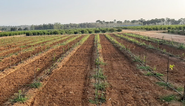 land-grabbing-in-devarapalli