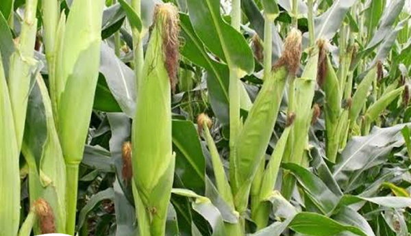 /Maize-farmers-cry