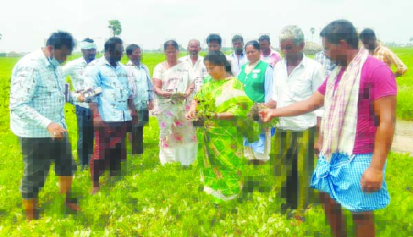 వేరుశనగ పొలాల పరిశీలన