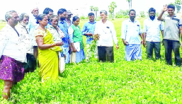 పంటలు పరిశీలన