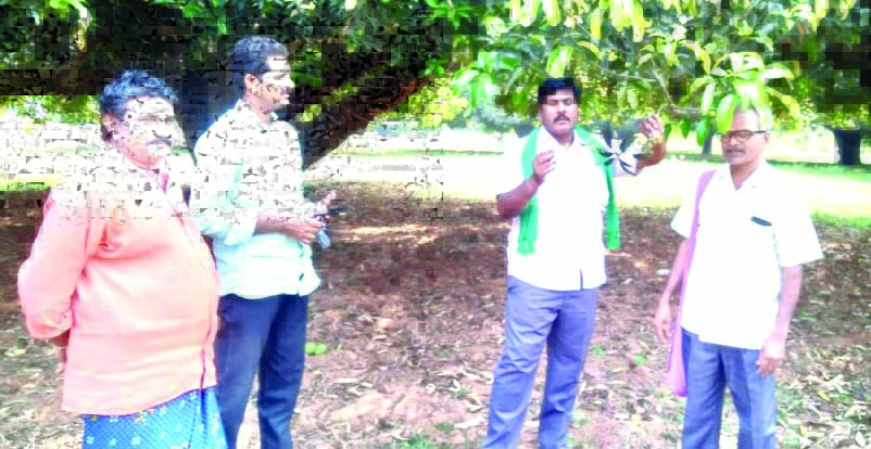 మామిడి రైతులను ప్రభుత్వం ఆదుకోవాలి