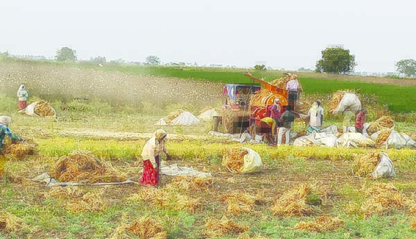 శనగ దిగుబడి ఆశాజనకం