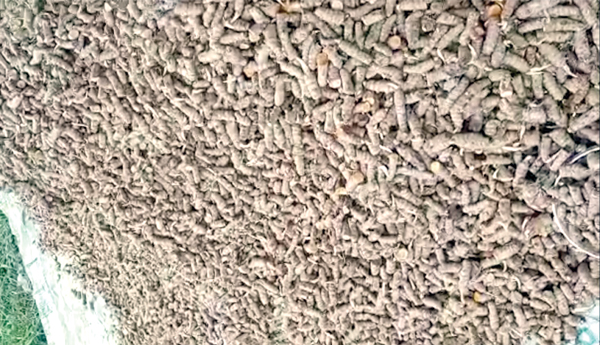Pasupu-raitu-Pareshan