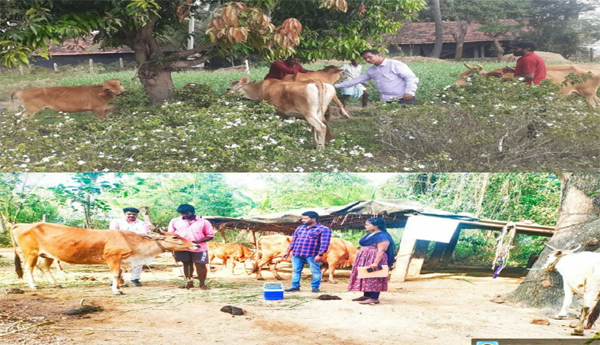 Cattle-distemper-vaccinations-Dr-Dhananjayalu
