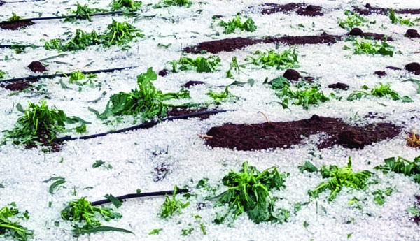  మన్యంలో భారీ వడగళ్ల వర్షం