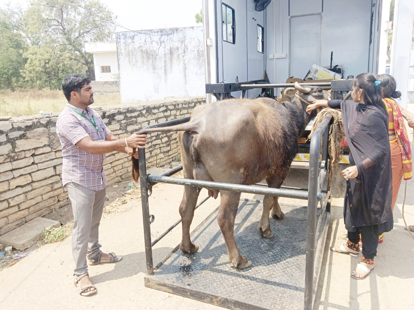  పశువులకు చికిత్స చేస్తున్న డాక్టర్‌ ఎం.కేజియా