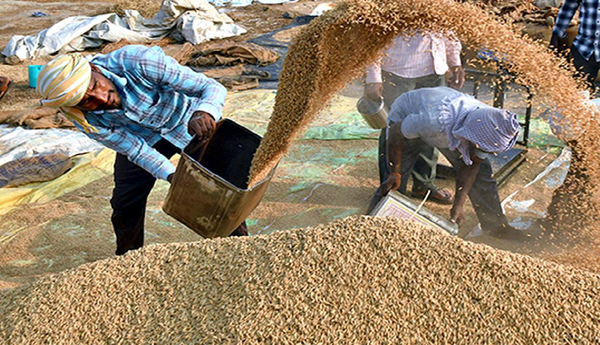 Target-increase-in-grain-collection