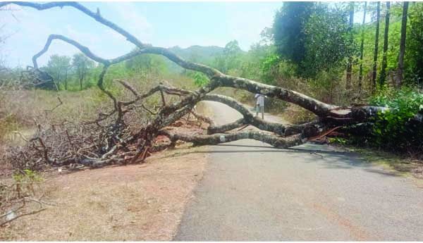 రోడ్డుపై కూలిన భారీ వృక్షం