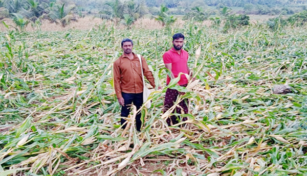 Farmers-whose-crops-have-been-damaged-by-untimely-rains-should-be-compensated-AP-Vyaka-Sangam