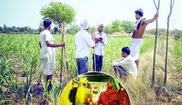 Farmers-are-short-of-brides