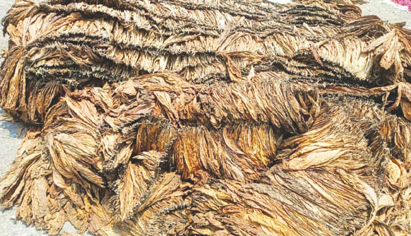 ఆశల పల్లకిలో 'వైట్‌ బర్లీ' రైతులు