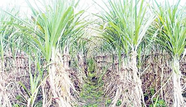 కనుమరుగవుతున్న చెరుకు సాగు