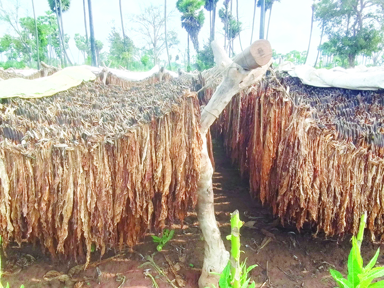 నాటుపొగాకు రైతుల ఆశలపై 'నీళ్లు'..!