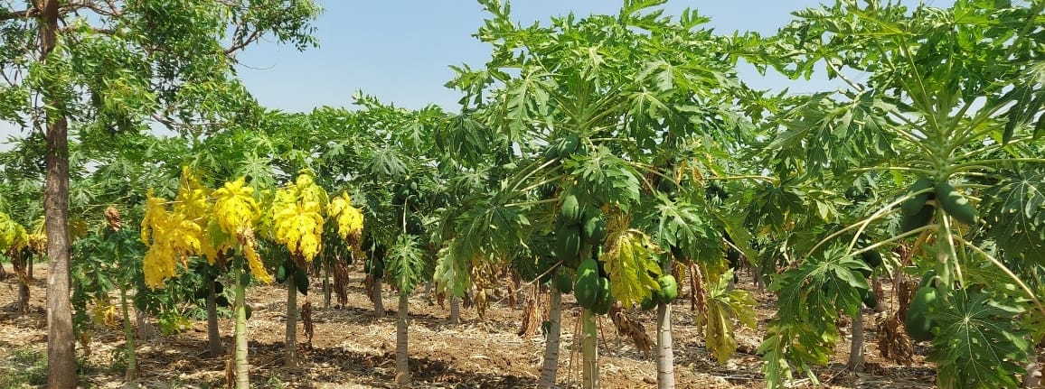 చాగలమర్రి మండలంలో సాగు చేసిన బొప్పాయి పంట