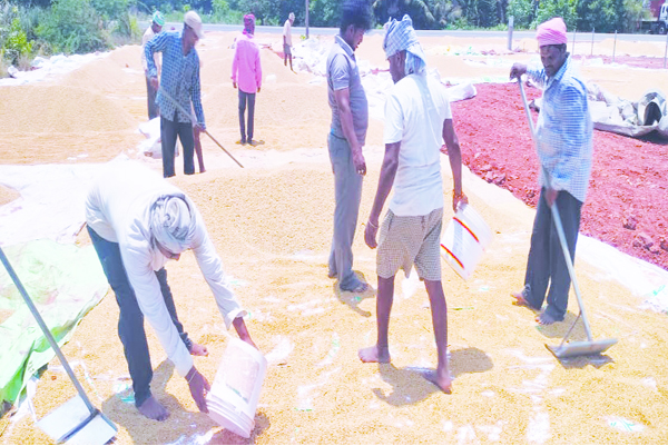 అకాల వర్షంతో తడిసిన ధాన్యం