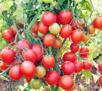 భారీగా తగ్గిన టమాటా ధరలు