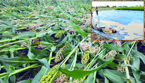 Farmer-panic-due-to-untimely-rain