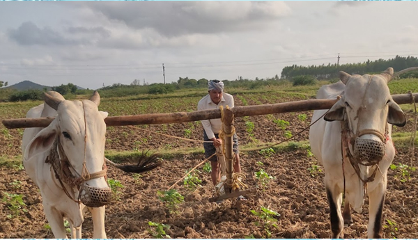 Clean-chit-on-crop-insurance-irregularities-in-Anantapur