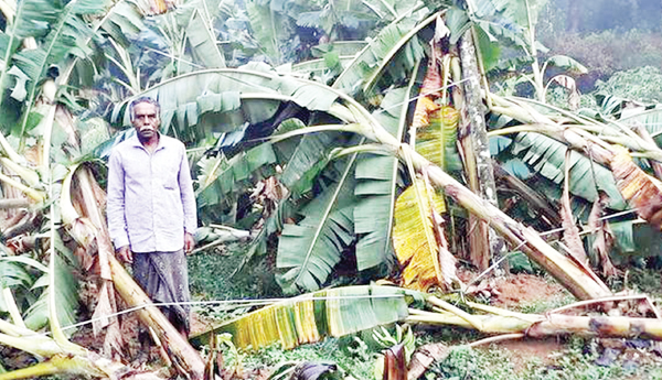/Curses-of-nature-drowning-the-farmer-policies-of-the-rulers