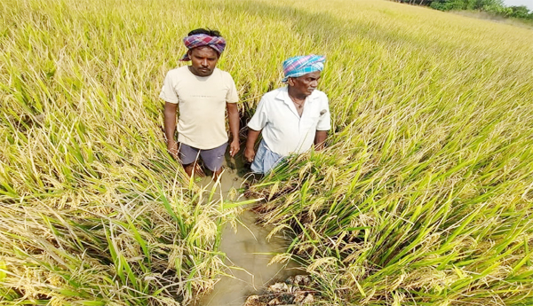 Water-has-been-increased-How-to-harvest-rice