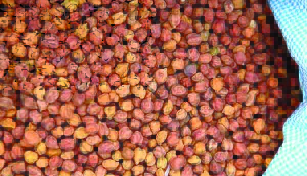 అడ్రస్‌ లేని శనగ కొనుగోలు కేంద్రాలు