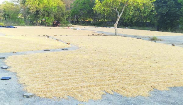 వ్యాపారుల సిండికేట్‌.. మొక్కజొన్న ధర పతనం